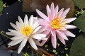Nymphaea „Pink Dawn”