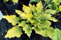 Hosta "Frilly Fantasy"