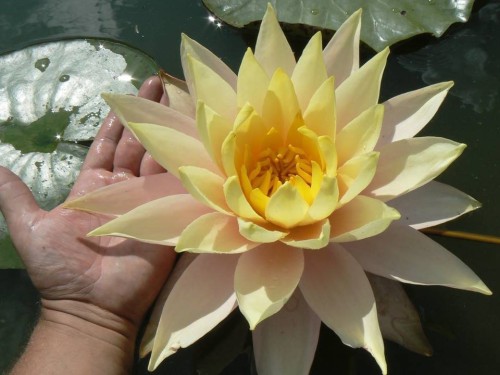 Nymphaea "Sobieski", fot. Marek Miązek