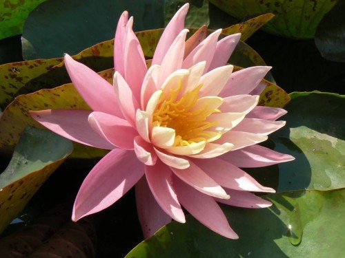 Nymphaea "Ulotność", fot. Marek Miązek