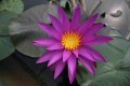 Nymphaea "Detective Erika", fot. Marek Miązek