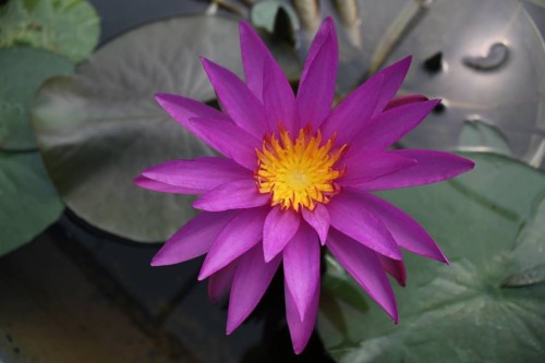 Nymphaea "Detective Erika", fot. Marek Miązek