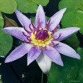 Nymphaea colorata