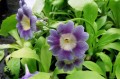 Primula auricula „Fridl”