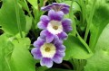 Primula auricula „Fridl”