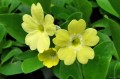 Primula auricula „Gundl”