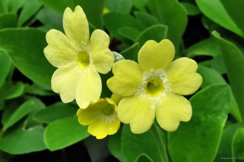 Primula auricula „Gundl”