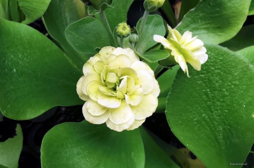 Primula auricula „Berti”