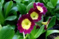 Primula auricula „Nanni”