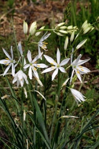 Anthericum liliago, fot. ER