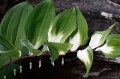 Polygonatum odoratum „Byakko”, fot. ER