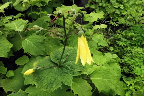 Kirengeshoma koreana