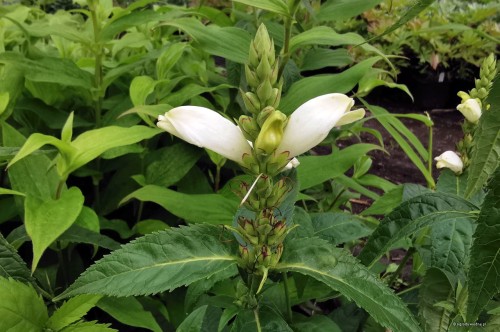 Chelone obliqua "Alba"