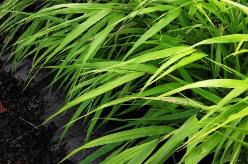 Hakonechloa macra "Beni Kaze"