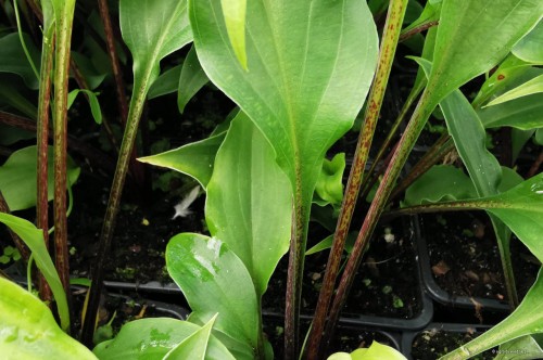 Hosta "Valley's Red Scorpion"