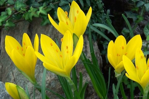 Sternbergia lutea, fot. ER