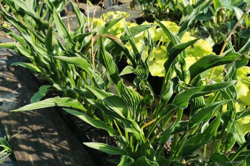 Hosta „Wings of a Prayer"