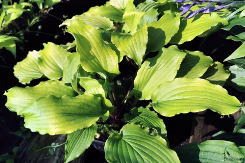 Hosta "Valley's Love Birds"