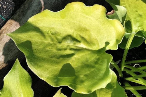 Hosta "Wizzard's Illusion"