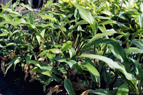 Hosta "Zucchini Fries"