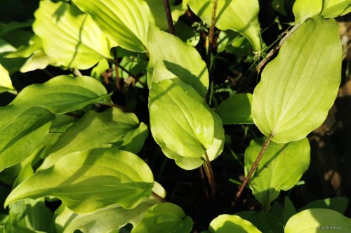 Hosta "Valley's  Pavlova"