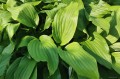 Hosta „Valley's Himitsu”