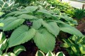 Hosta "Niagara Falls"