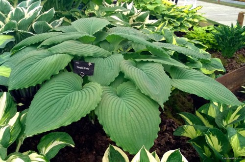 Hosta "Niagara Falls"