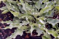 Hosta "Joy Ride"