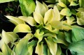 Hosta "Sunny Halcyon"