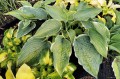 Hosta „Gabriel's Wing”