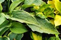 Hosta „Gabriel's Wing”