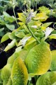 Hosta "Faith"