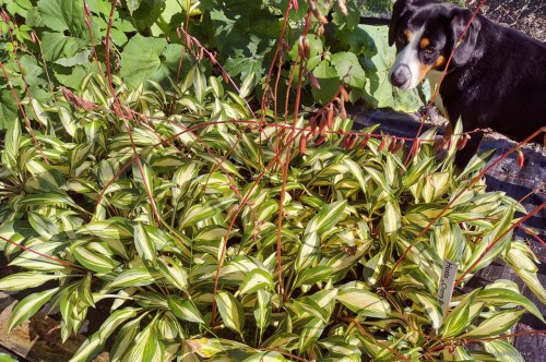 Hosta „Cherry Berry”