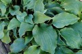 Hosta "Frisian Waving Steel"