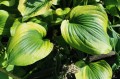 Hosta "Prairie Magic"