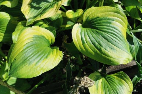 Hosta "Prairie Magic"