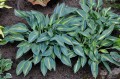 Hosta „Stand By Me”