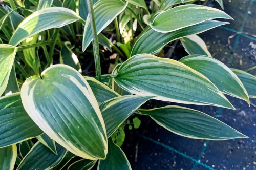 Hosta "Dress Blues"
