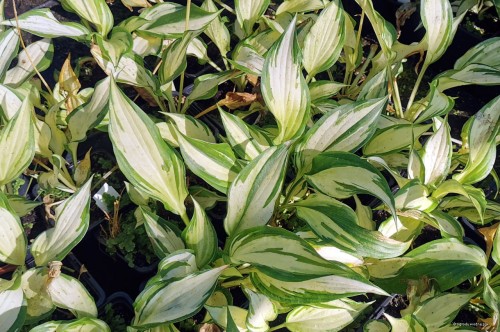 Hosta "Sno Cone"