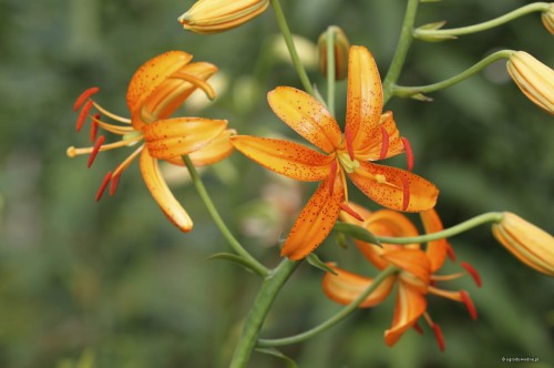 Lilium martagon "Cadense"