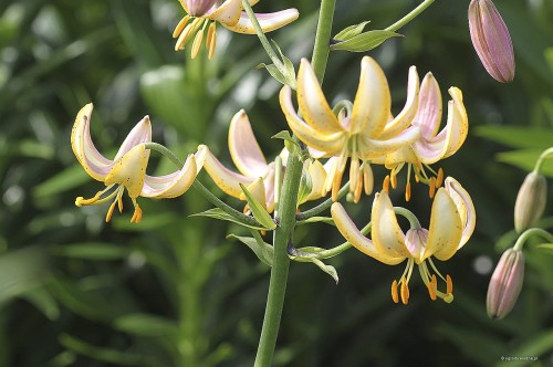 Lilium x martagon "Guinea Gold"