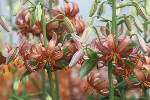 Lilium x „Pink Taurade”