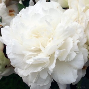 Paeonia lactiflora „Elsa Sass” - piwonia chińska