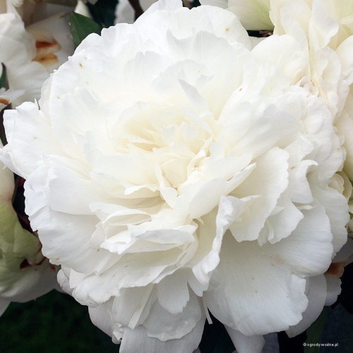Paeonia "Elsa Sass"
