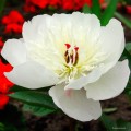 Paeonia "Immaculee"