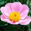 Paeonia "Nymphe"