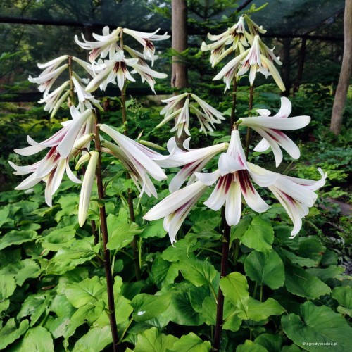Cardiocrinum cathayanum, fot. ER