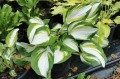Hosta "Enterprise"