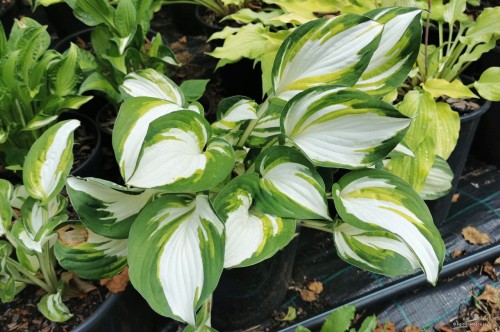 Hosta "Enterprise"